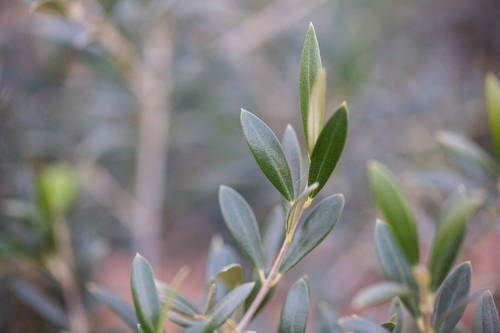 Close up of an Olive Tree
